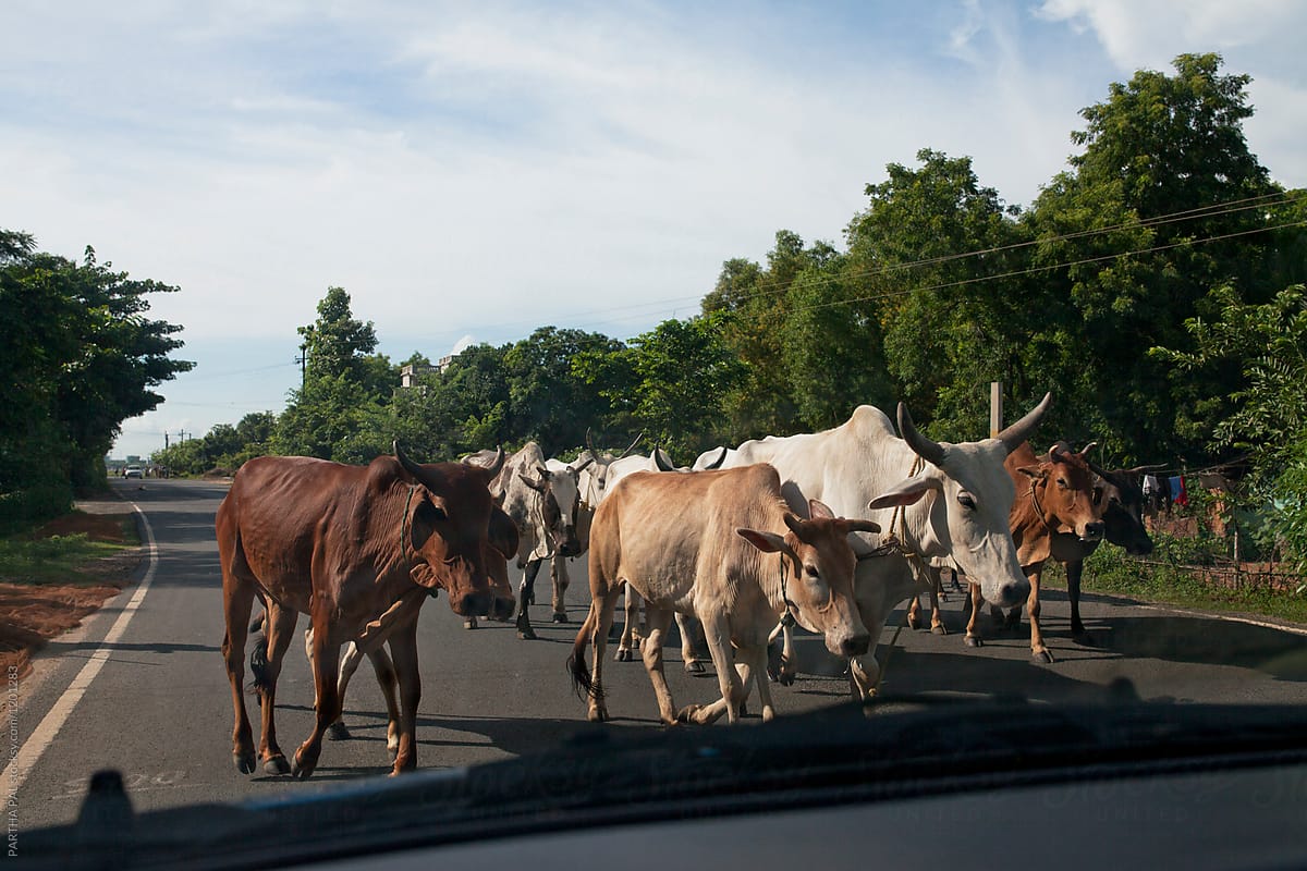 A large number of cows  walking through Highway through windscreen of a car