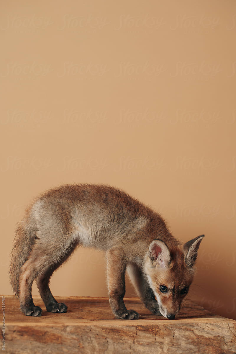 Baby Fox In Front Of The Orange Wall