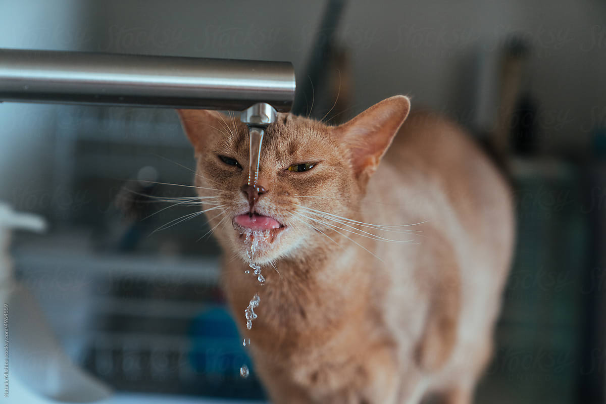 Kitchen faucet, cat drinking water.