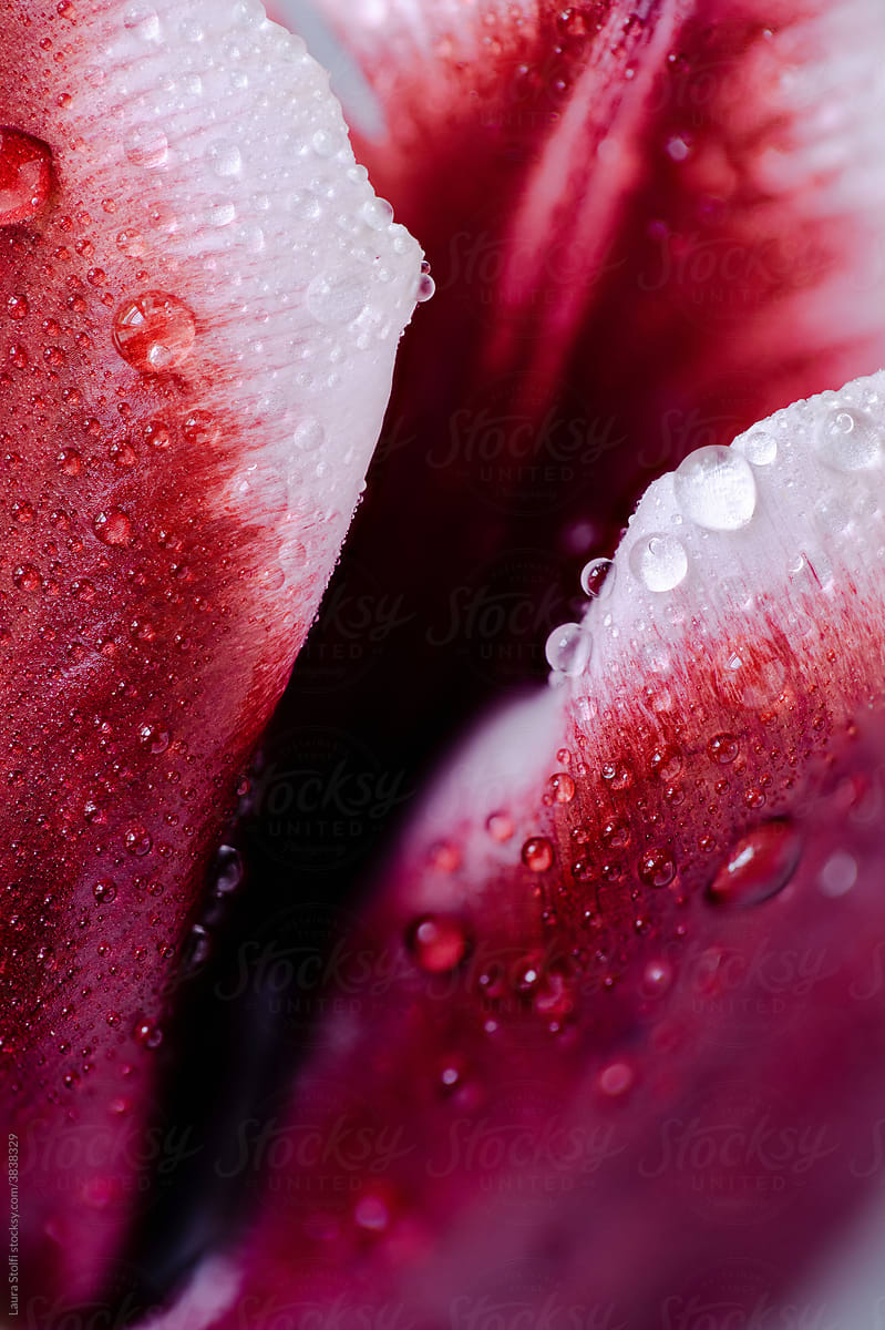 Scarlett tulip full of water drops