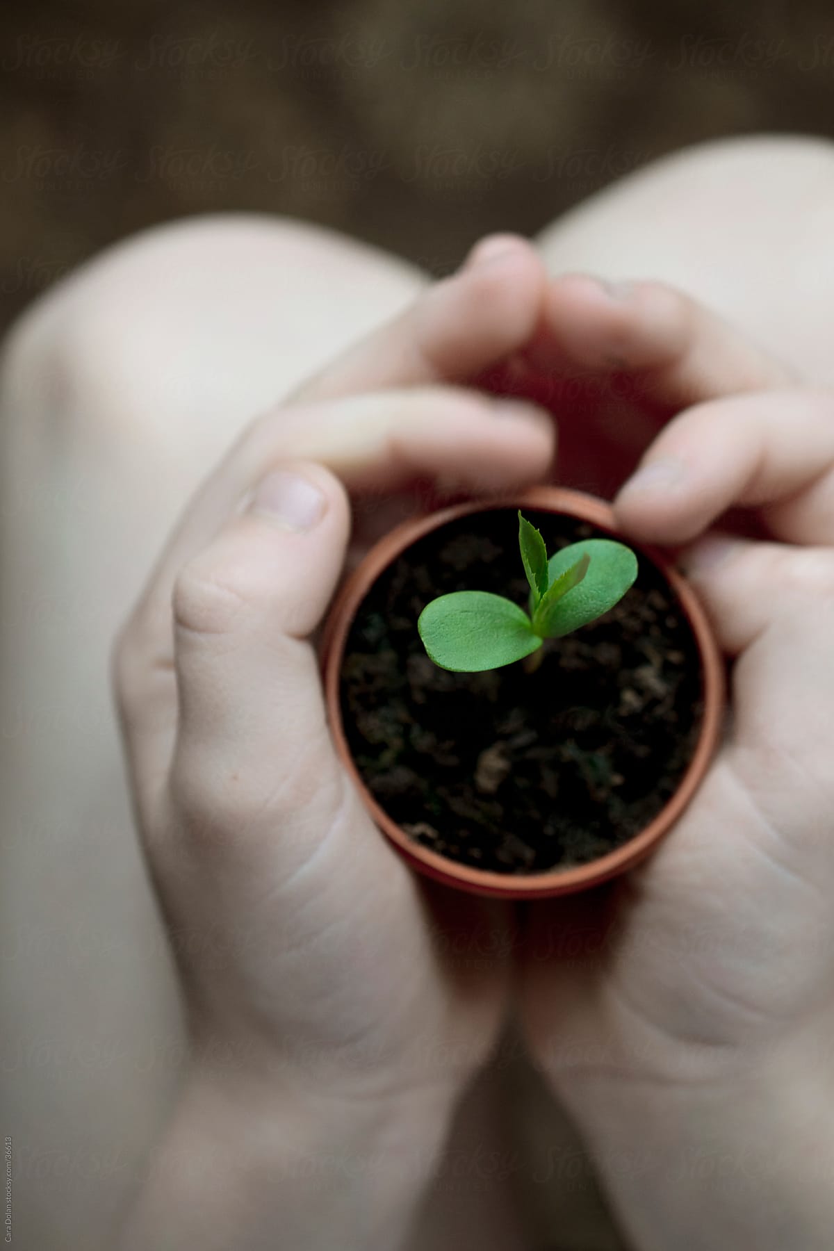 Child's hands protect new green seedling