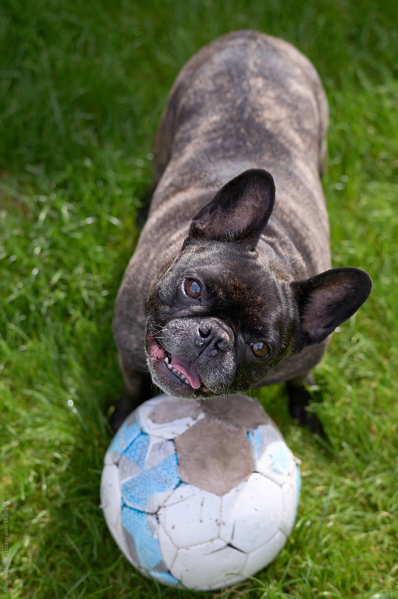 French bulldog wanting to play football