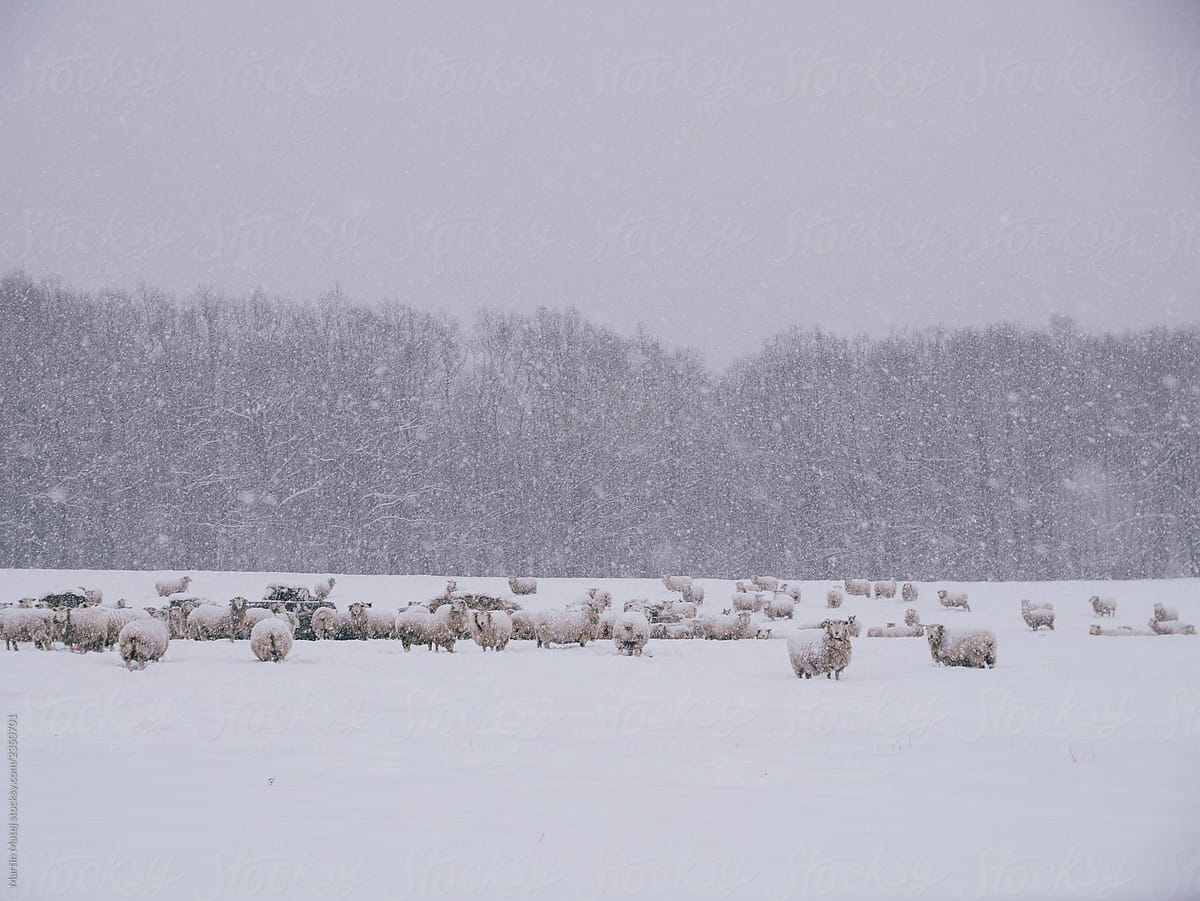 Free range sheep outside in winter