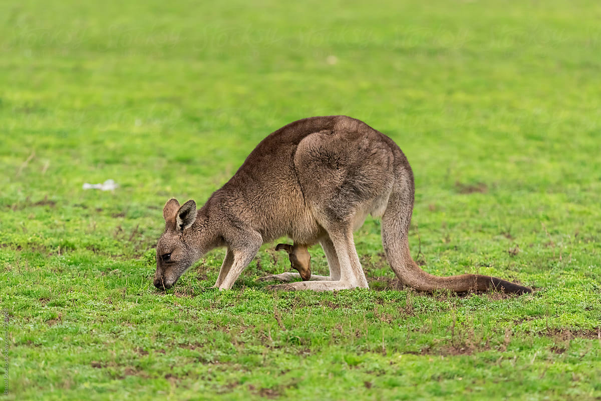 Kangaroo with a baby joey in the pouch