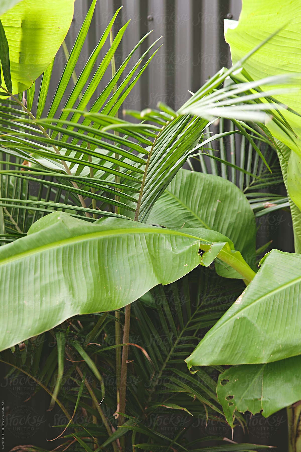 Close up of tropical plants in backyard garden