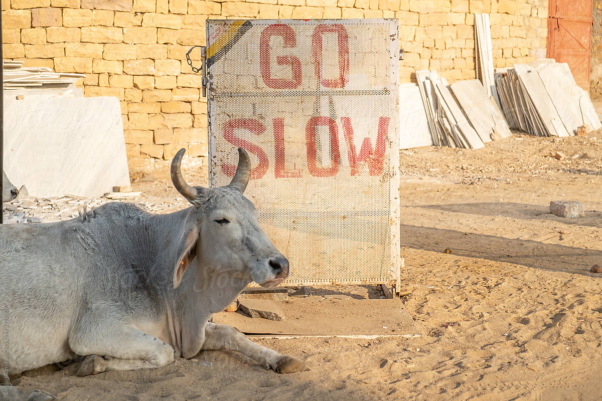 A sacred indian cow resting