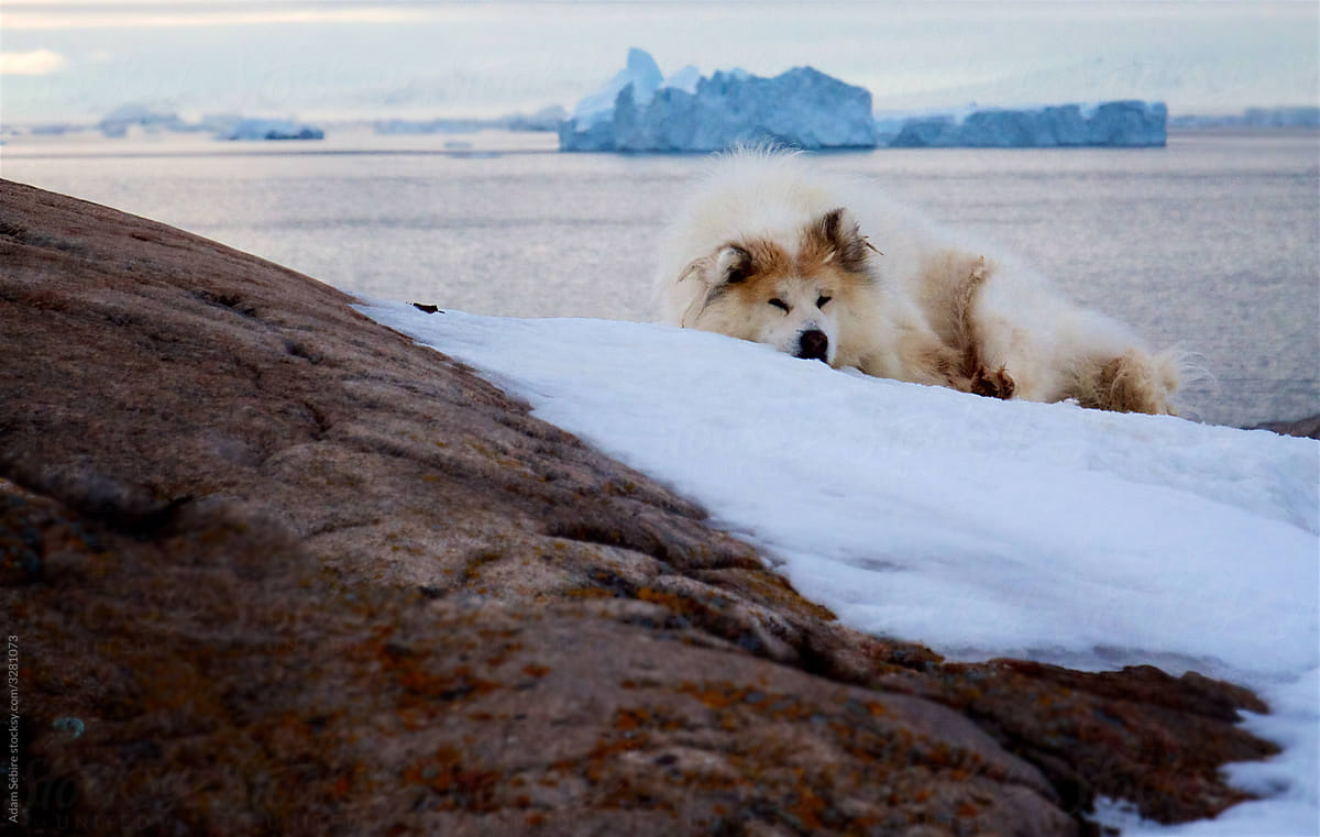 Climate change in Greenland - husky sledge dogs wait for sea ice