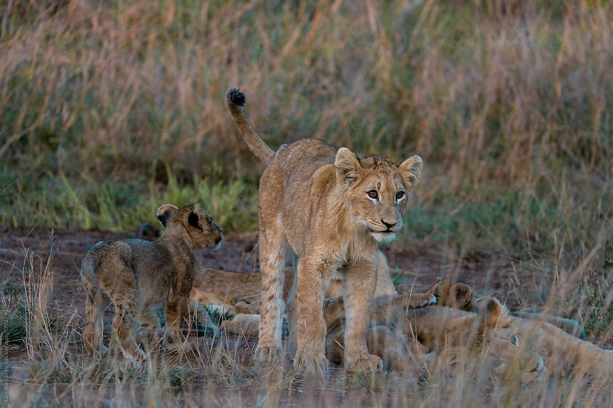 Lion family with cubs at sunset in Kruger National Park, South Africa