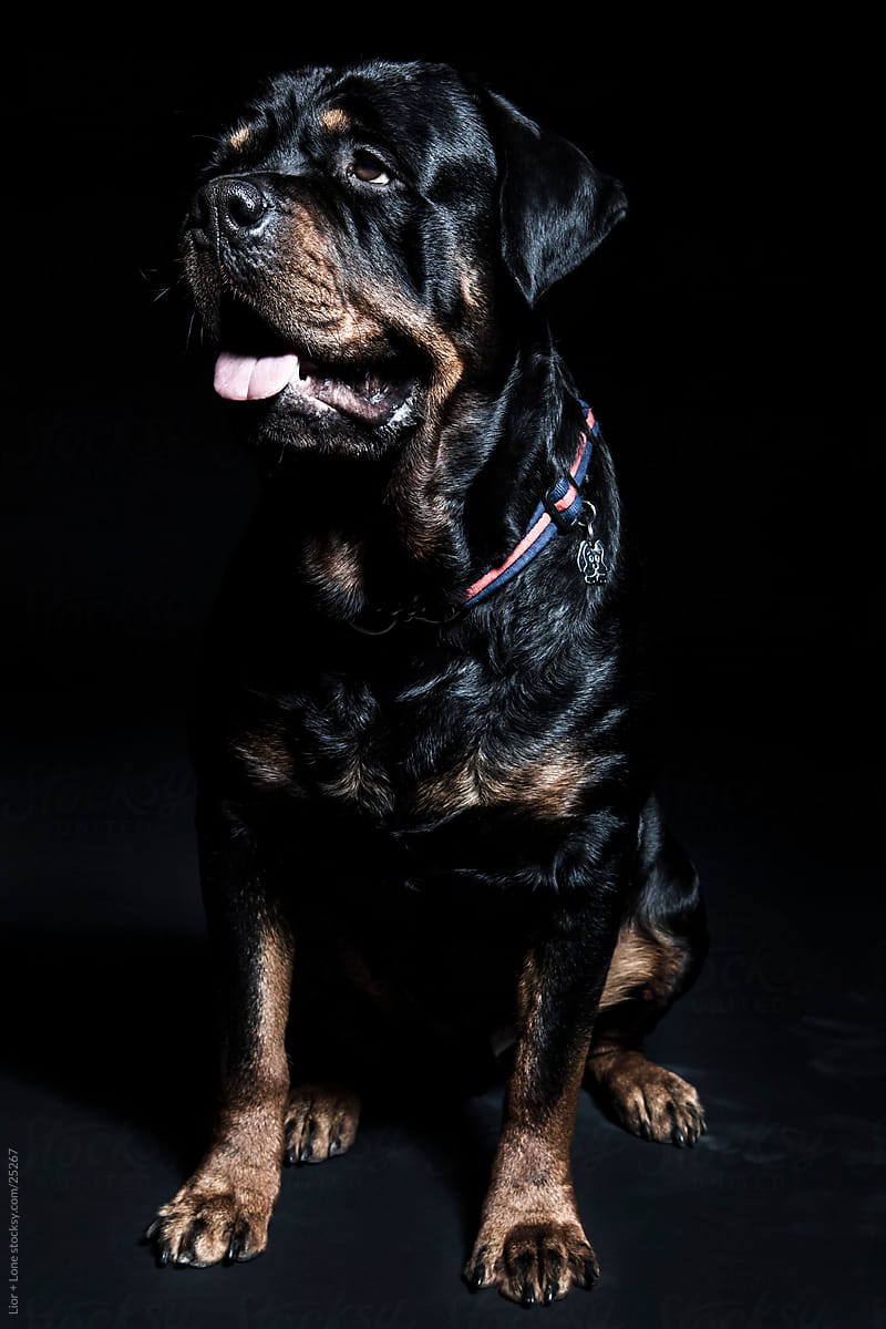 Rottweiler Dog Staring With Tongue Out By Stocksy Contributor Lior