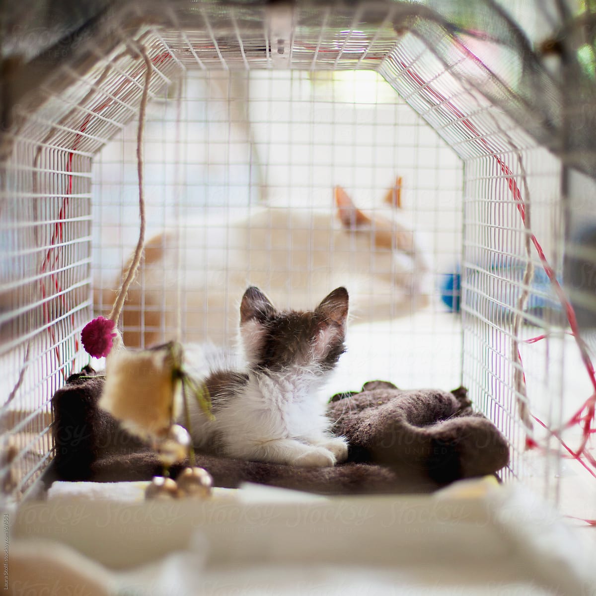 Recovering kitten in cage looking at an adult cat out of the cage