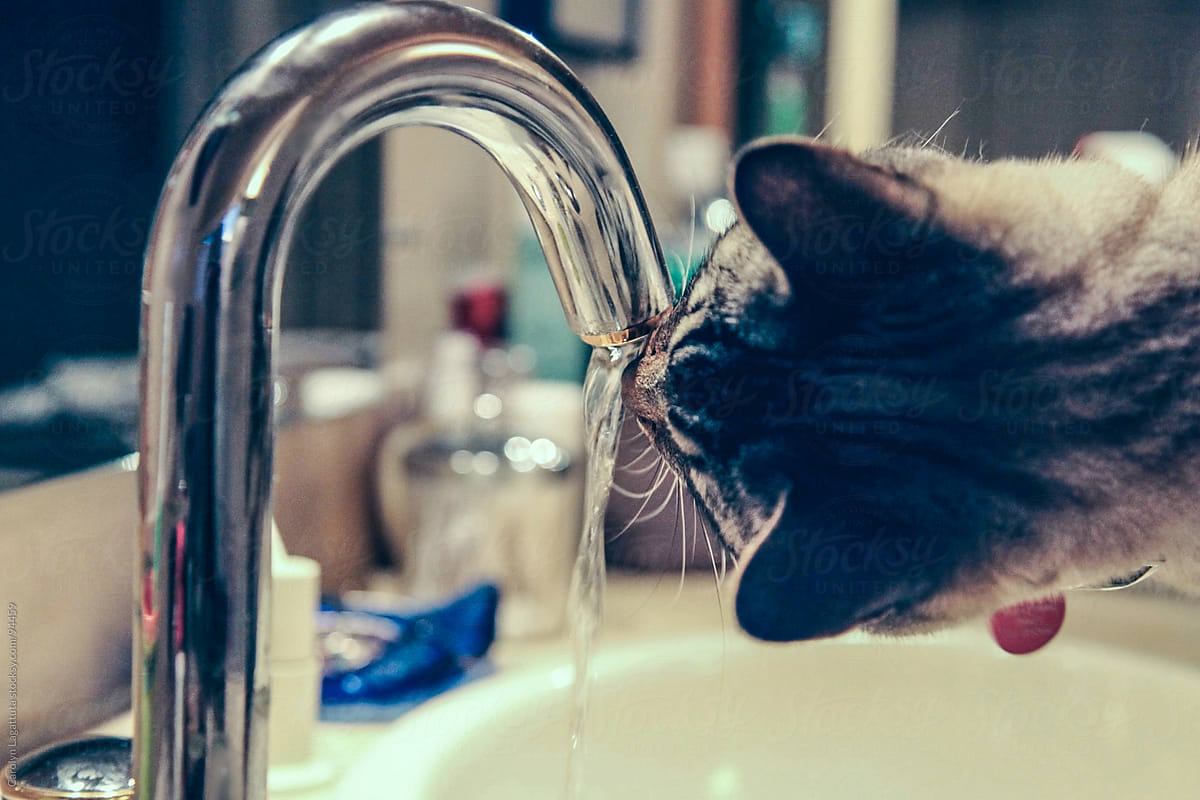 Siamese cat drinking straight out of the sink