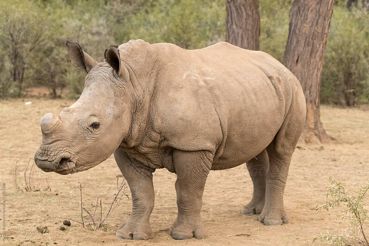 White Rhino with Horn Cut-Off