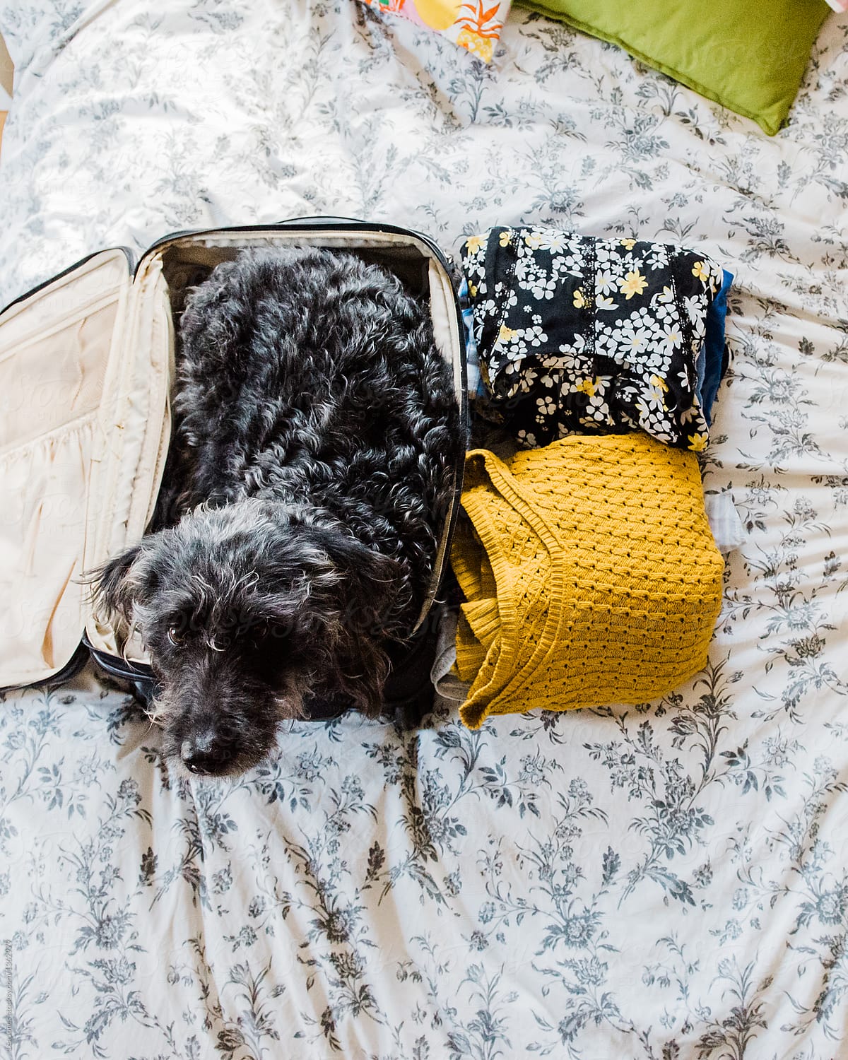teen packing her suitcase with her dog