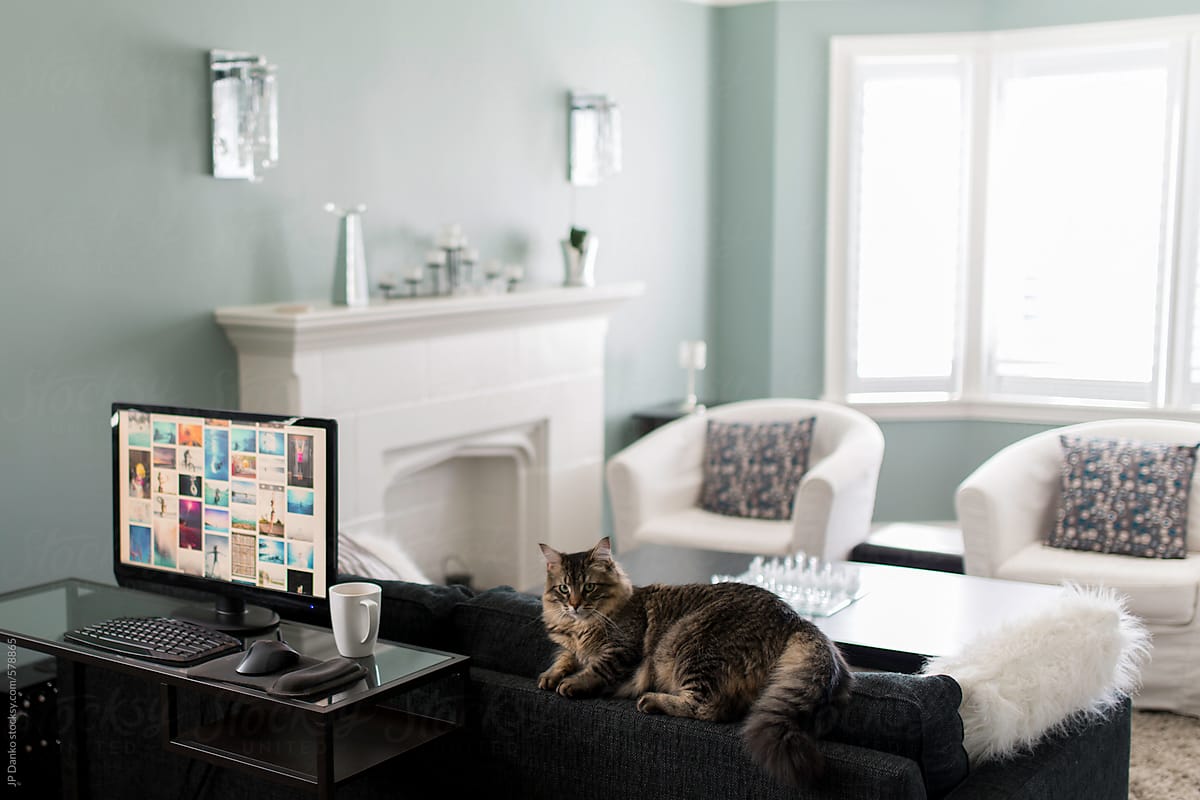 Cat Resting On Top of Couch in Bright Sunny Home Office With Desktop Computer