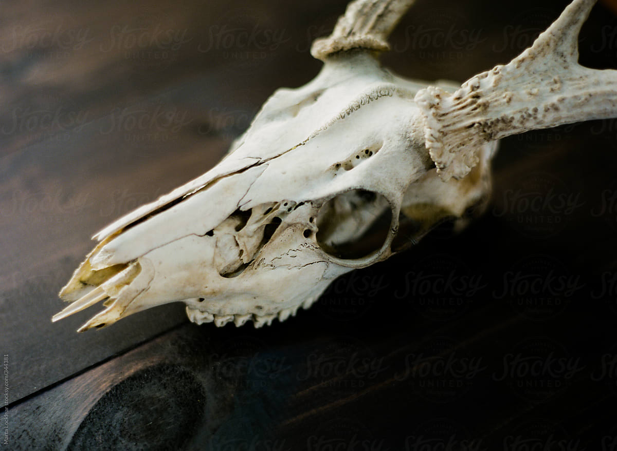 White natural deer buck skull on dark wood background