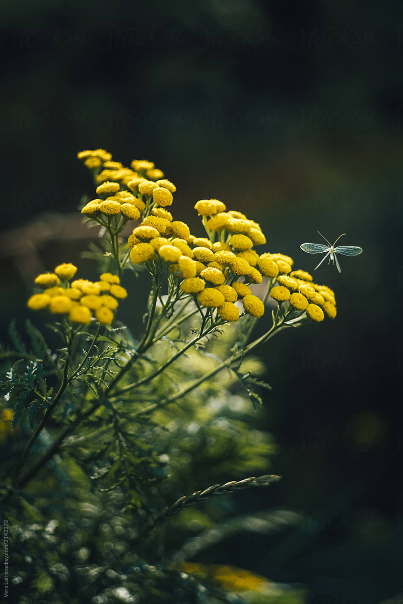 Yellow wild flowers and small flying insect