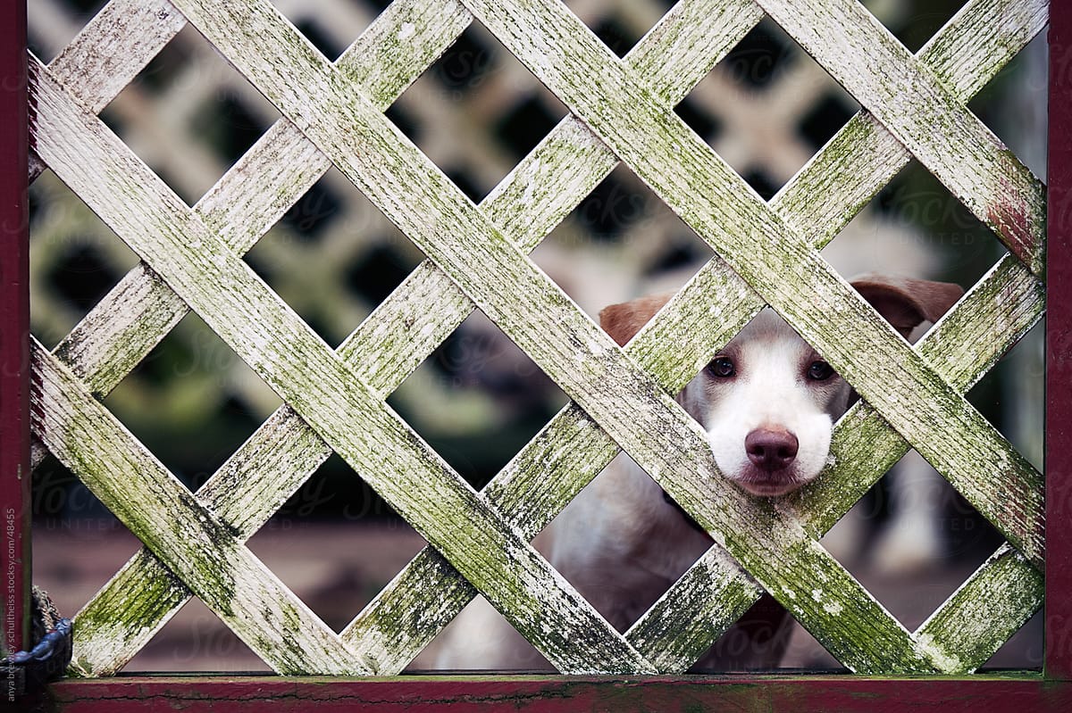 Puppy peeking through a fence