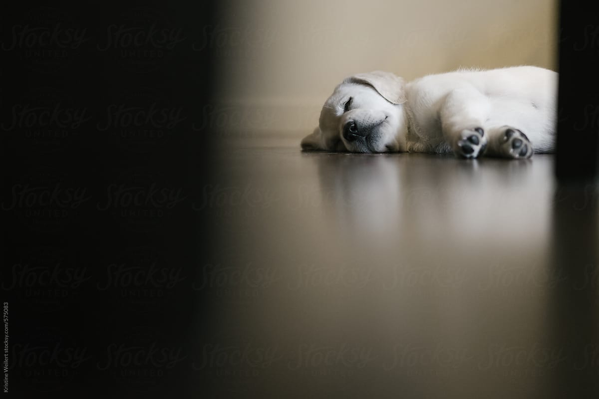 Tired white puppy laying on the floor