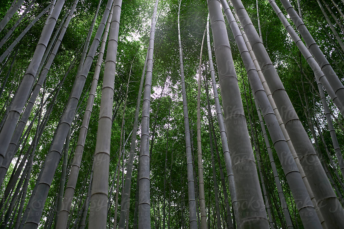Bamboo grove with foliage