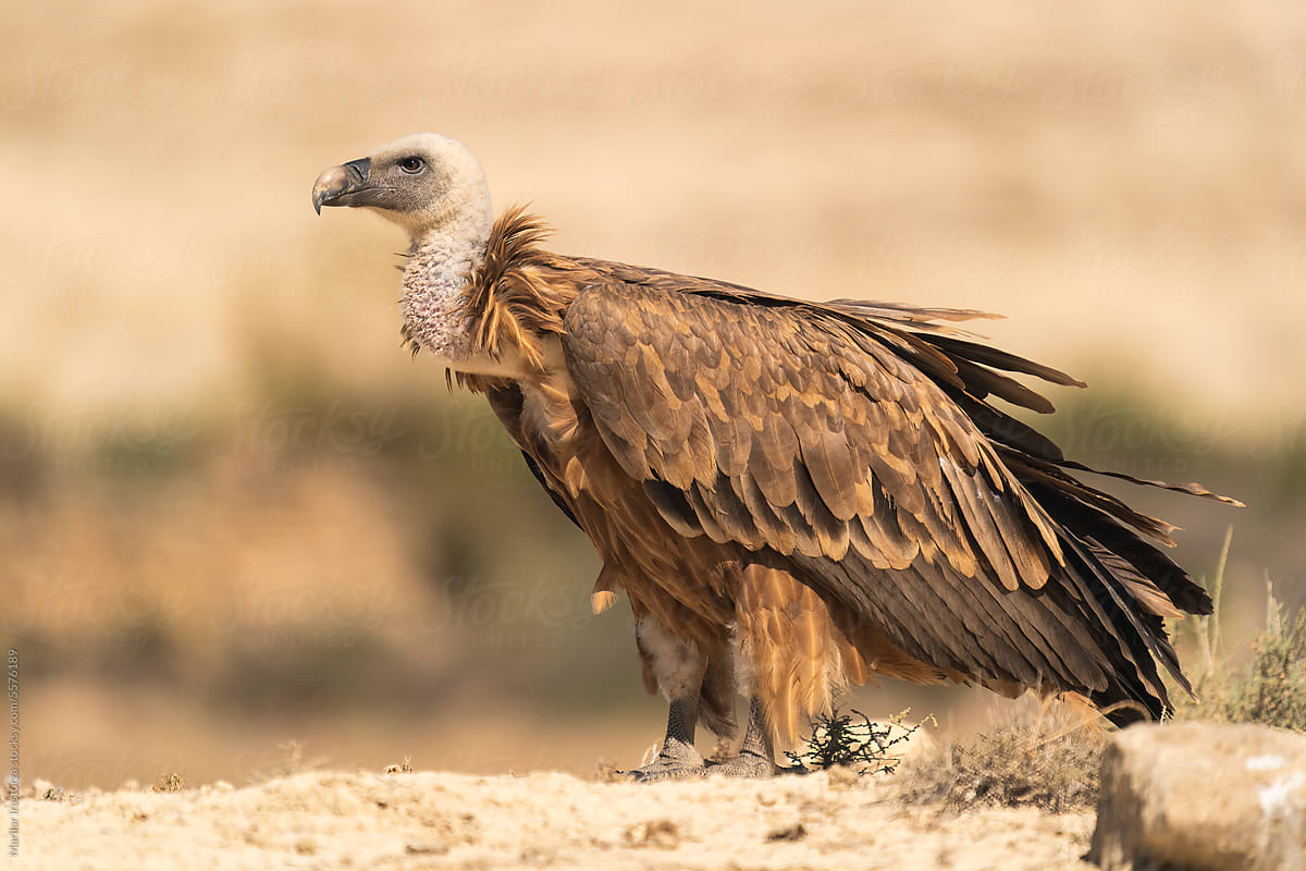 Majestic Griffon Vulture In A Desert