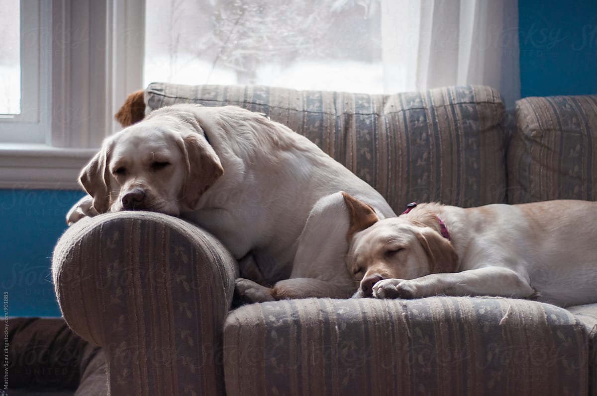 Two dog friends napping on couch