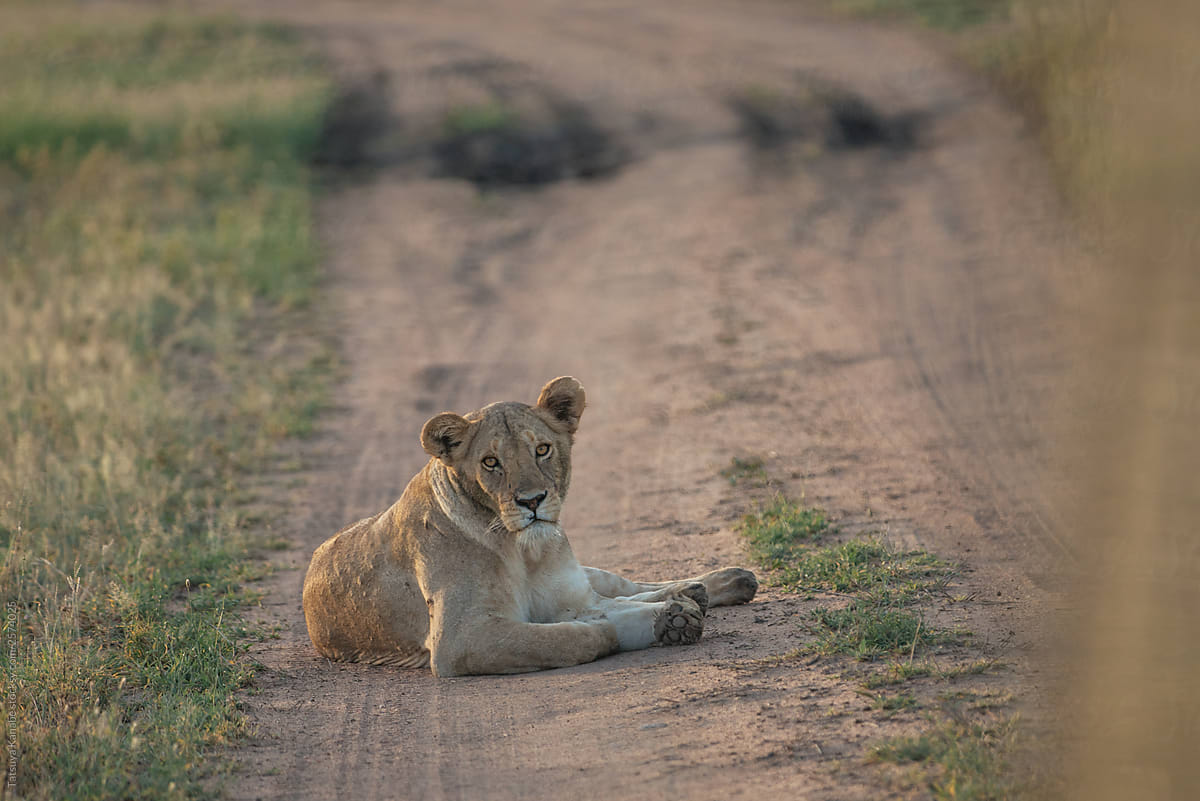 The King Of Safari Staring At Us