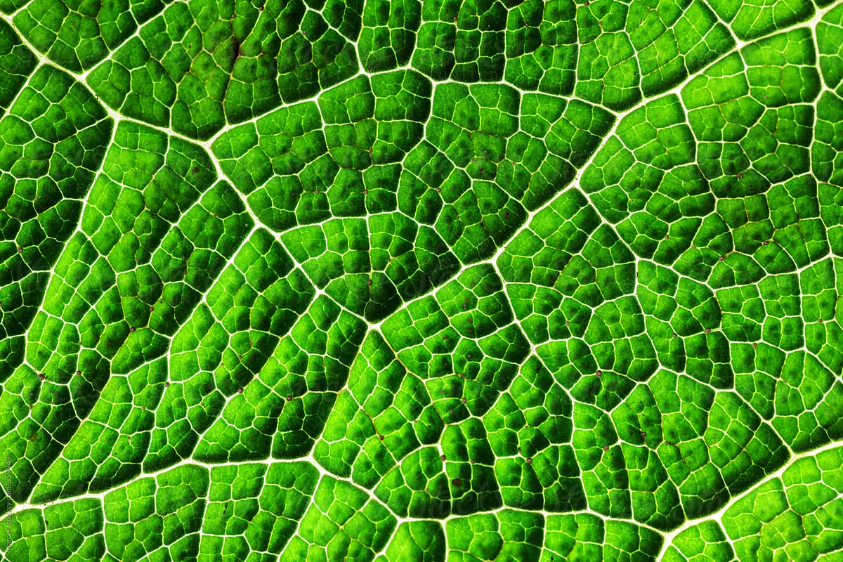 Backlit Gunnera leaf macro