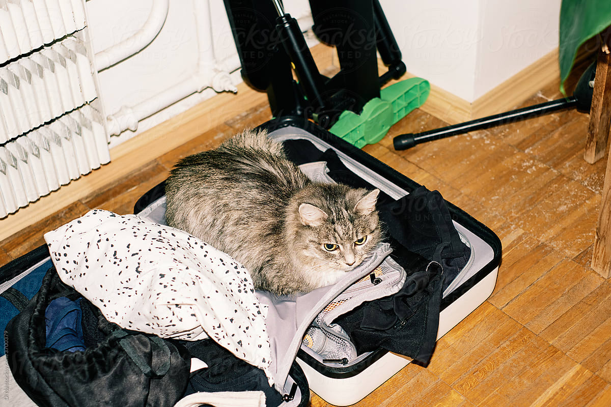 Cute gray cat lies in a suitcase