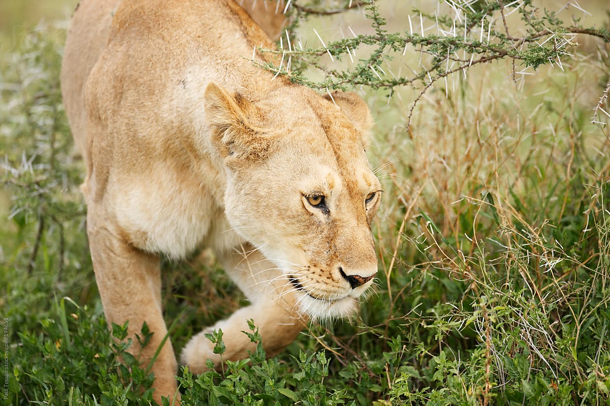 Lioness Movng Through Thornbush