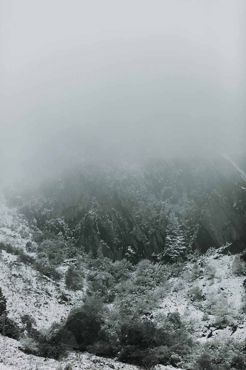 Snow Forest Fog