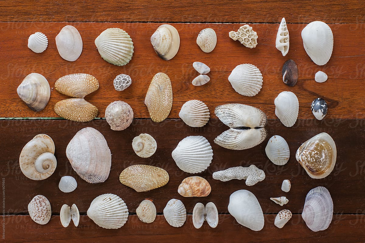 Seashell Collection On The Wooden Background