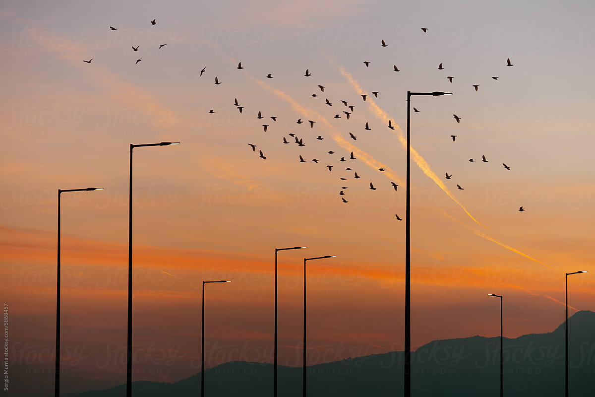 Birds and streetlights at sunset