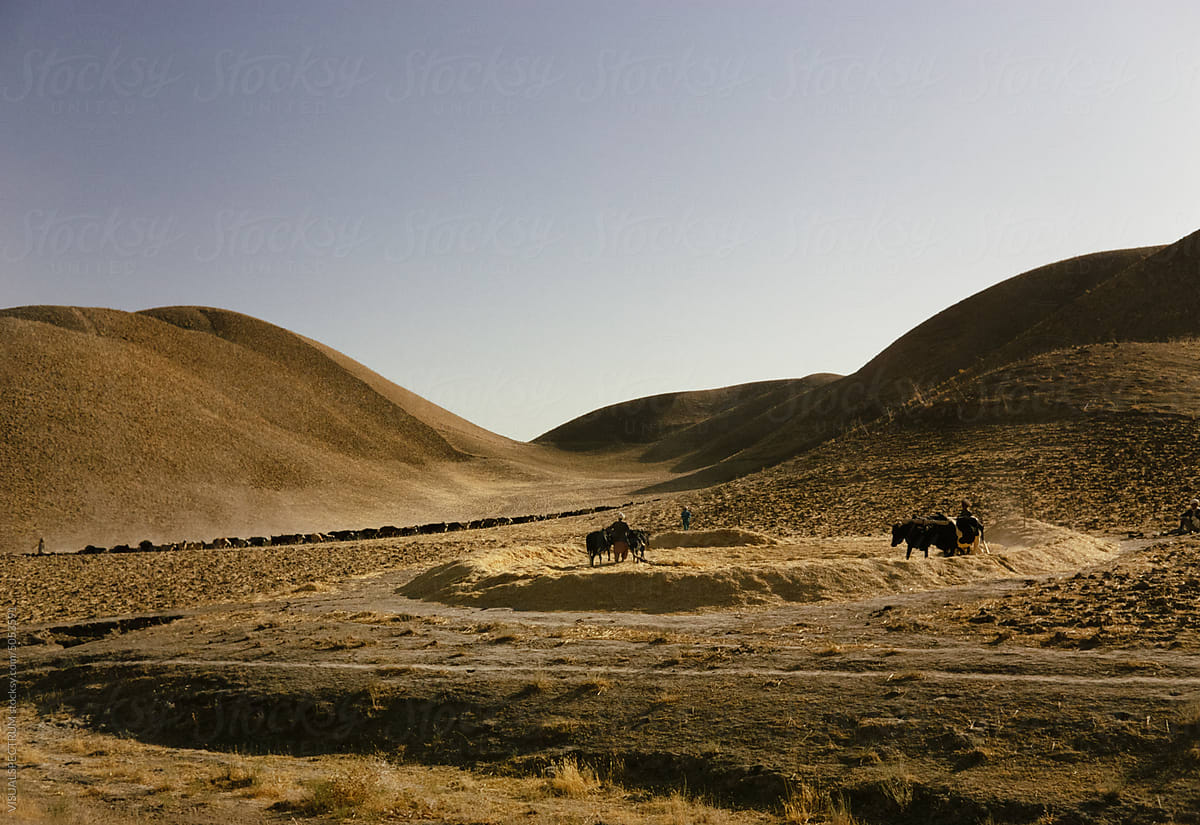 Grain Farming With Cows in Afghanistan