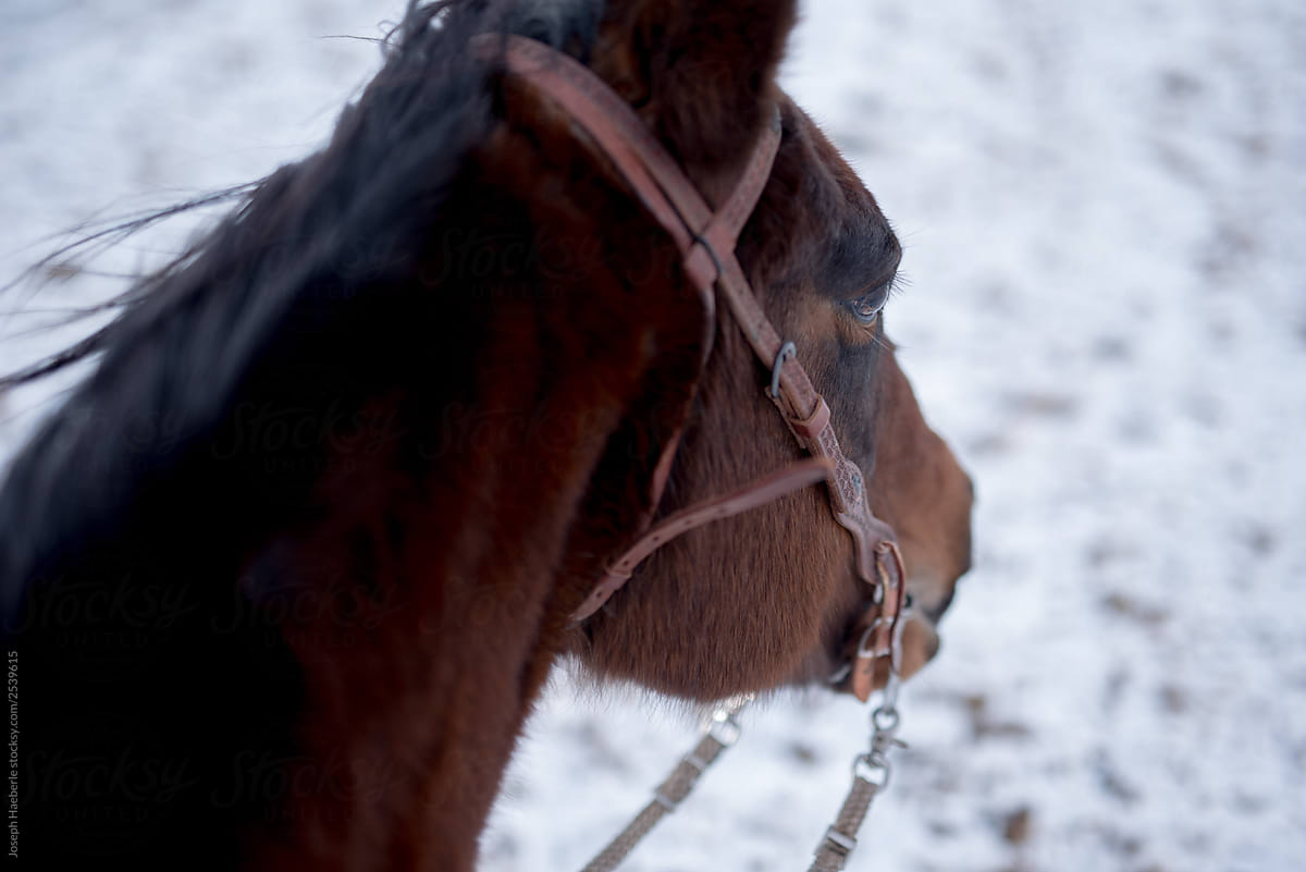 View from horseback in mid winter cattle Wrangle