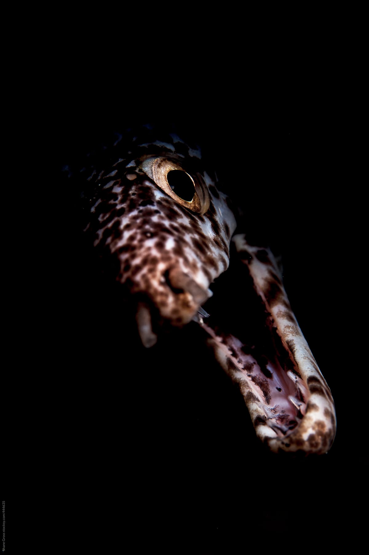 Spotted Moray Eel Face