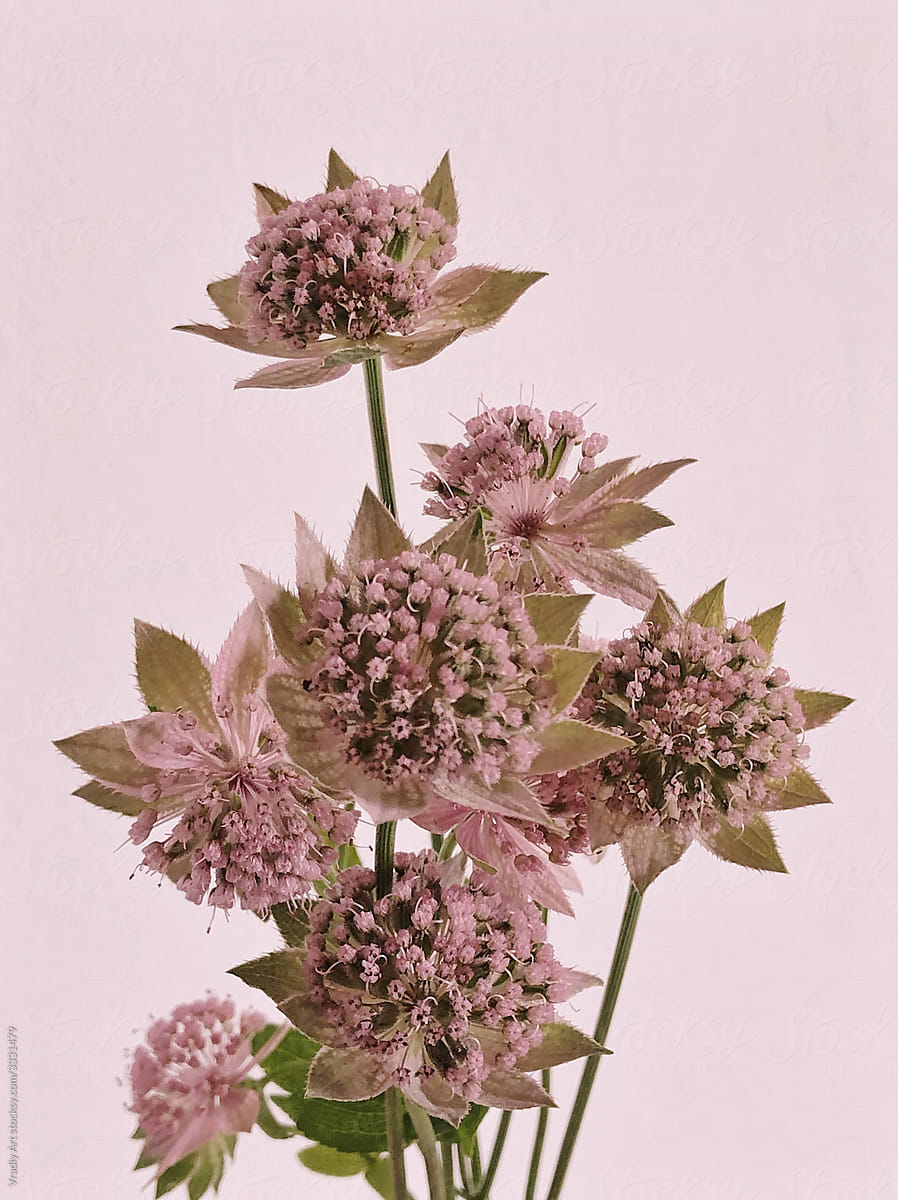 Pink flowers on light coloured background
