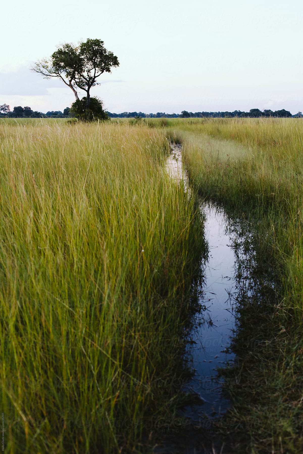 Wet pathway in tall grasses lead into Okavango Delta