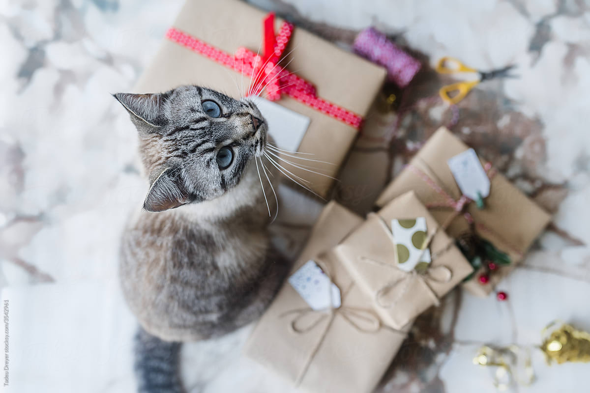 Cat sitting on a pile of presents