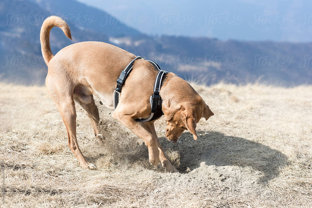 dog digging on the field