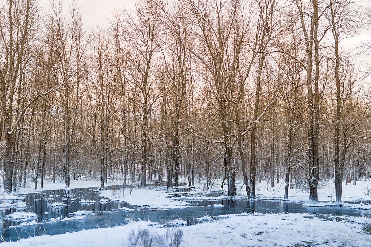 Winter forest bounded by water covered with snow and ice