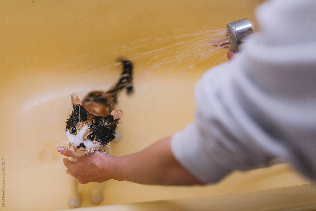 Afraid pet running away from bathtub