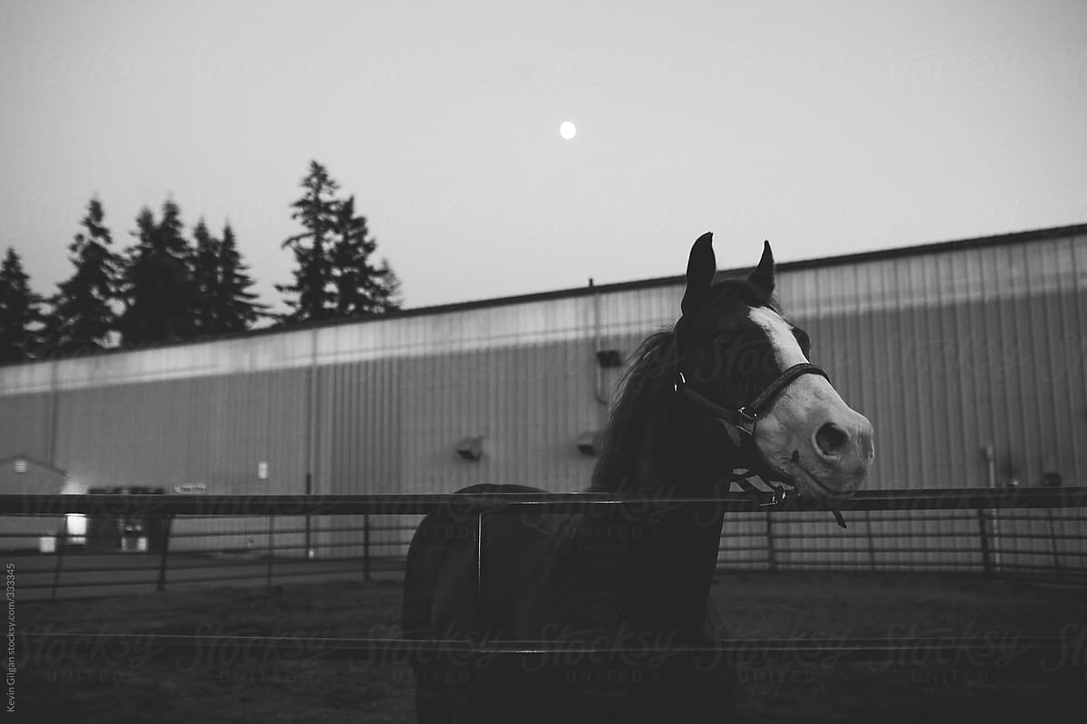 A Horse in the Evening at the Fair