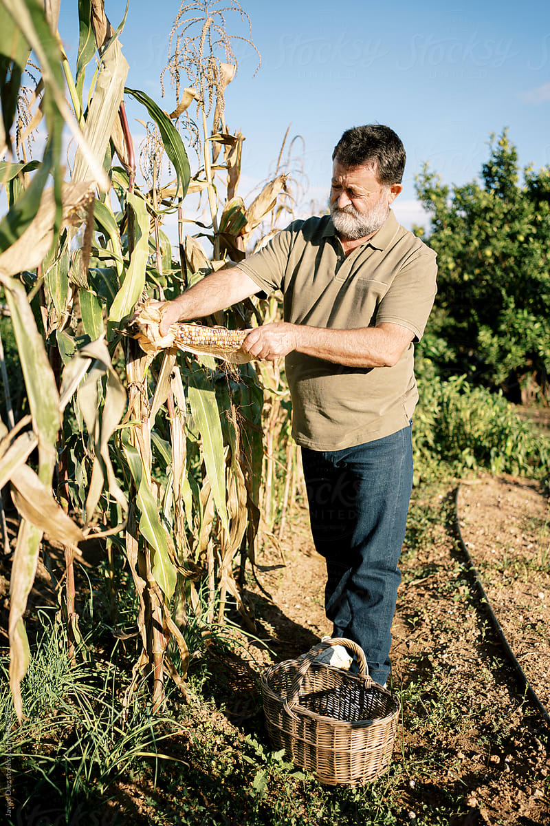 Male farmer harvesting ripe corn