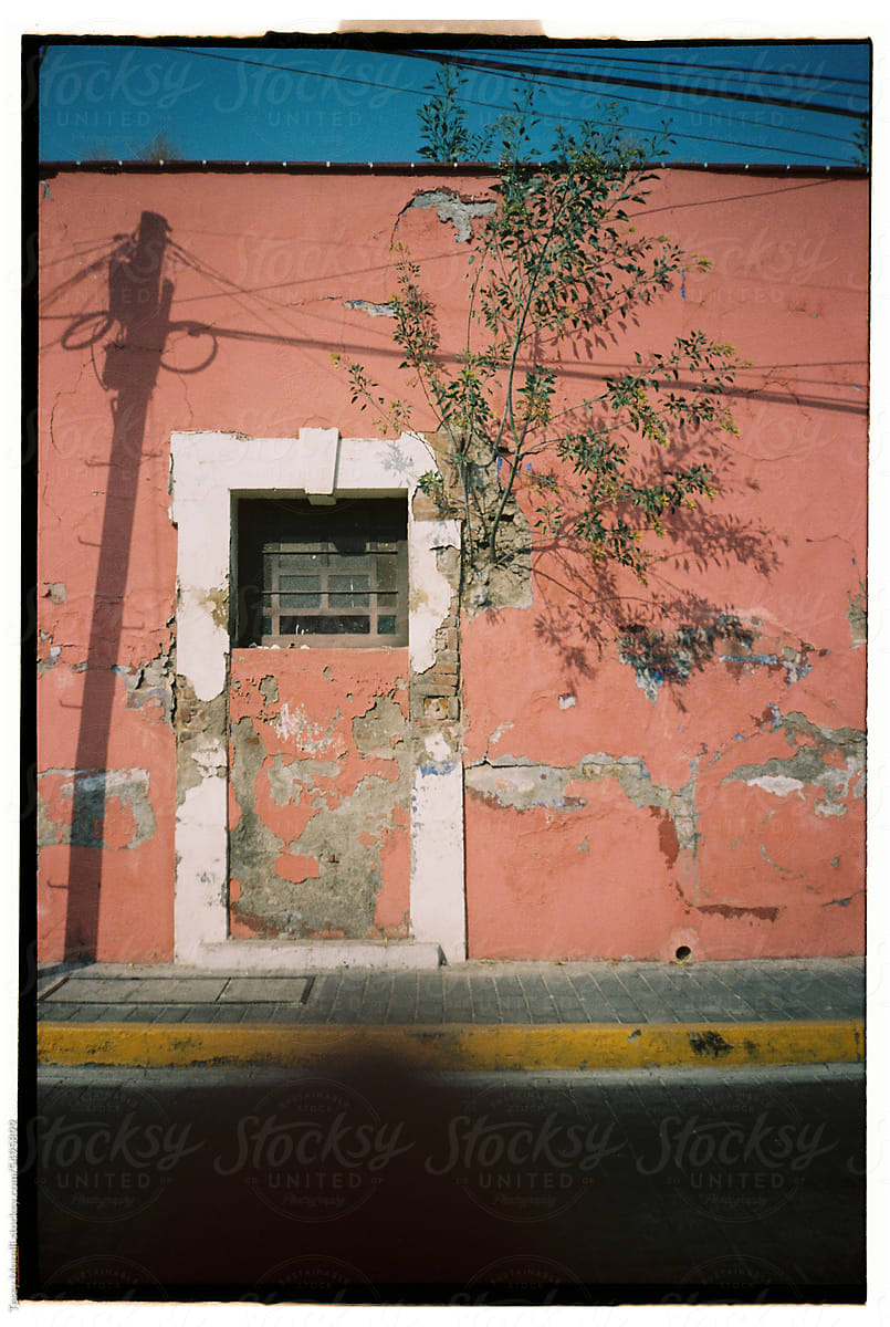 Film snaps Mexican wall with growing tree