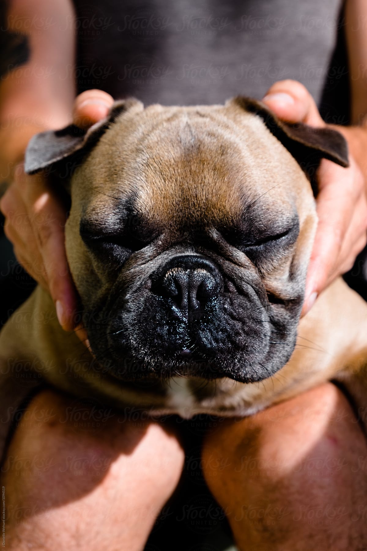 brown french bulldog with man squishy face