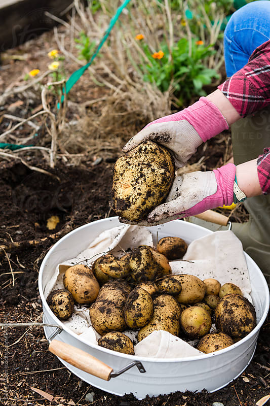 digging up potatoes in vege garden