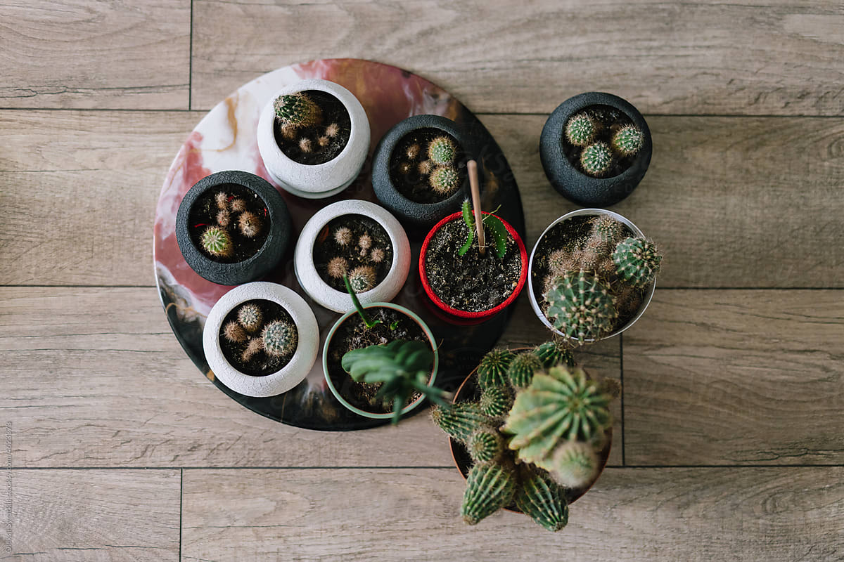 Succulents which growing in stylish minimalist pottery