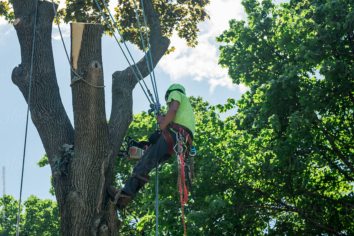 Tree service worker hanging on a tree and cutting branches