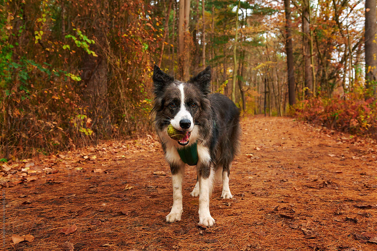 Walking with a happy dog in the autumn park forest