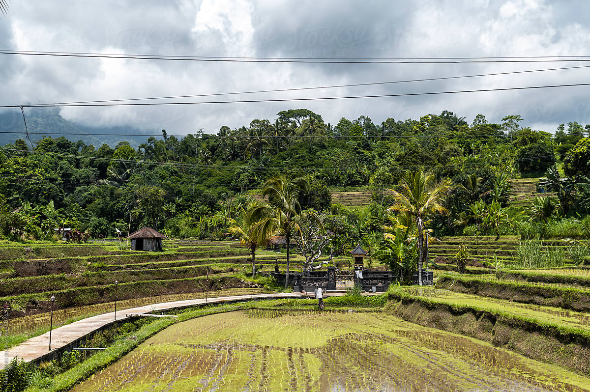 Rice terraces in stepped green layers in Indonesia